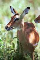 Impala