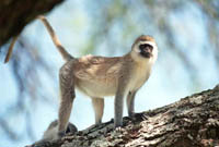 Vervet monkey