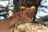 Lion in tree in Serengeti