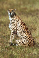 Cheetah