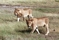 Picnic Guests