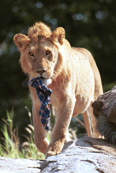 Picnic Lion in the Serengeti