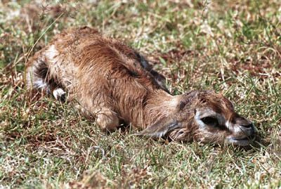 Baby Gazelle in the Serengeti