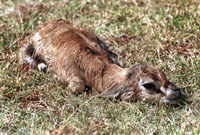 Newborn Thomson's Gazelle