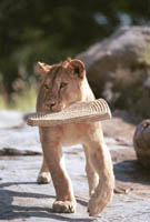 Picnic Guests