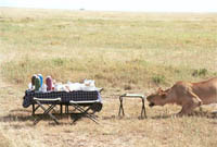 Picnic Guests