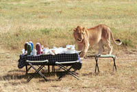 Picnic Guests