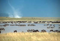 Dustdevil at water hole