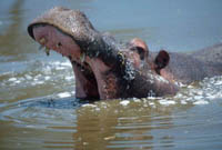 Hippo in Serengeti