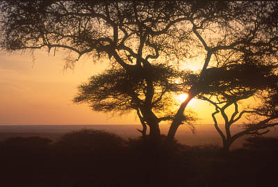 Sunset on the Serengeti