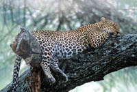 Leopard in Sererngeti