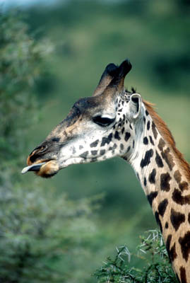 Giraffe in the Serengeti