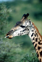 Giraffe