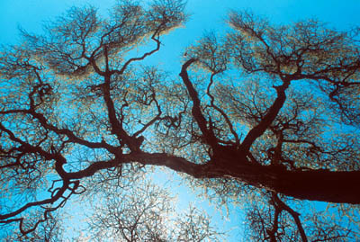 Acacia Tree in the Serengeti
