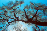 Acacia tree