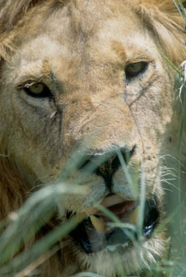 Lion in the Serengeti