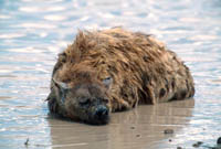 Hyena in Serengeti