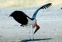 Maribou stork