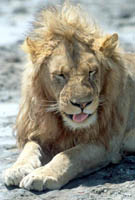 Male Lion in Serengeti