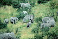 Elephant Herd in Serengeti