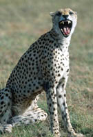 Cheetah in Serengeti