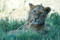 Lion