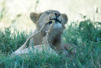 Picnic Guests
