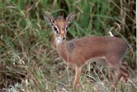 Dikdik