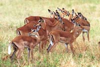 Impala harem