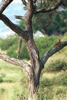 Leopard cubs