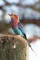 Lilac-breasted Roller