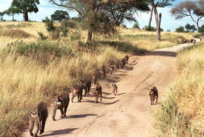 Baboons in Tarangire