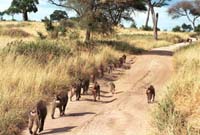 Baboons commuting from work