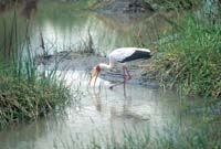 Yellow-billed stork