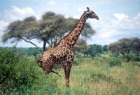Giraffe