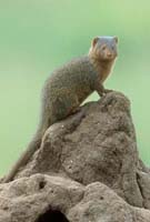 Dwarf Mongoose