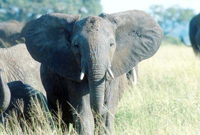 Elephant in Tarangire
