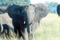 Bull elephant