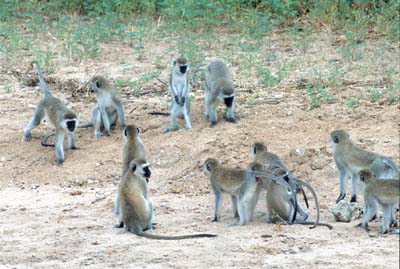 Vervet Monkeys in Tarangire