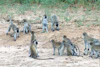 Vervet Monkeys