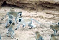 Vervet Monkeys