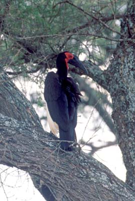Ground Hornbill in Tarangire