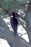 Ground hornbill