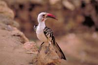 samburu hornbill