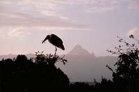 mount kenya at dawn