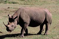 rhinoceros in masai mara