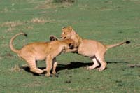 masai mara lion 2