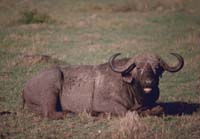 cape buffalo
