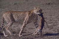 masai mara cheetah