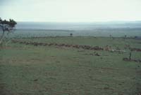 migration of the great herd
